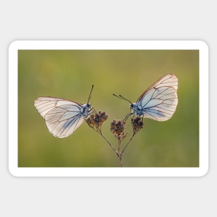 Black-veined Whites Sticker